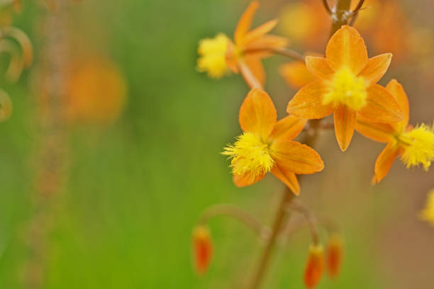 bulbine frutescens - bulbine frutescens stock-fotos und bilder