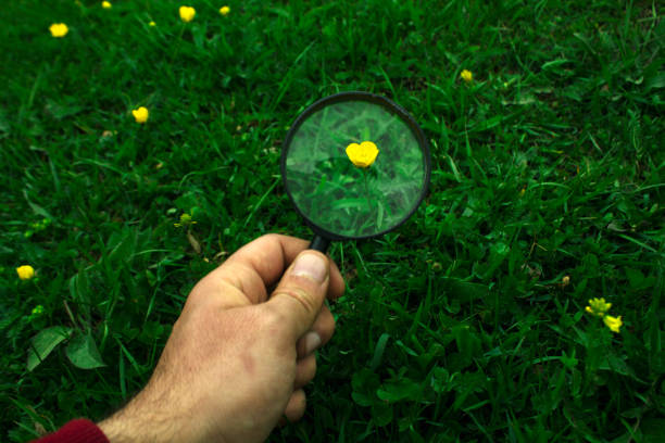 istock magnifying glass looking at a wild flower 1318822812