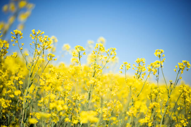 istock Rapeseed field against blue sky 1318822968
