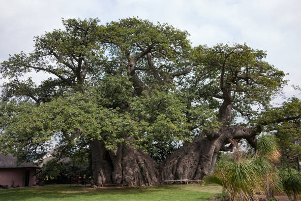 Sunland baobab, Adasonia digitata, more than 1700 years old, before it collapsed in 2017, Modjadjiskloof, South Africa