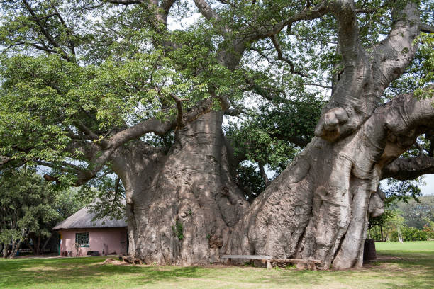 Sunland baobab, Adasonia digitata, more than 1700 years old, before it collapsed in 2017, Modjadjiskloof, South Africa