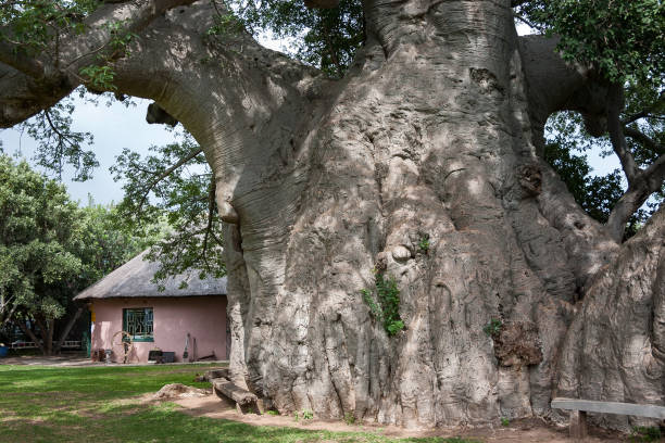 istock Sunland baobab, Adasonia digitata, more than 1700 years old, before it collapsed in 2017, Modjadjiskloof, South Africa 1318823173