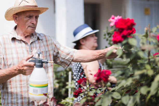 mature farmer working with roses - senior women rose women flower bed imagens e fotografias de stock