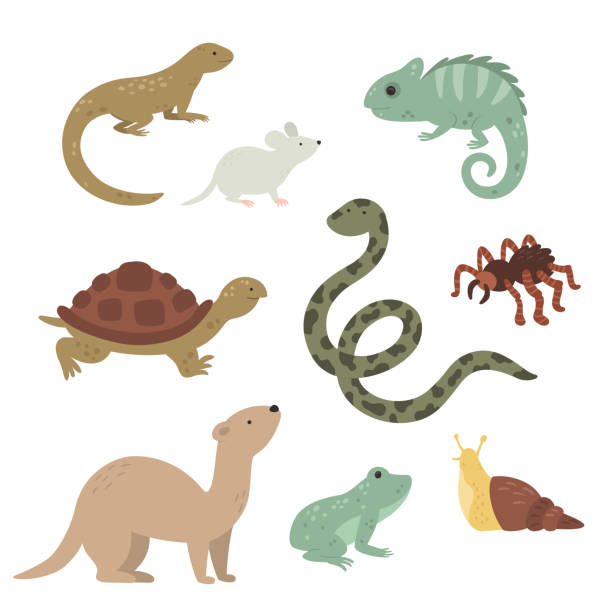 vector exotic pets collection on white background vector collection of exotic pets including iguana, tarantula, snake, snale and others pet snake stock illustrations