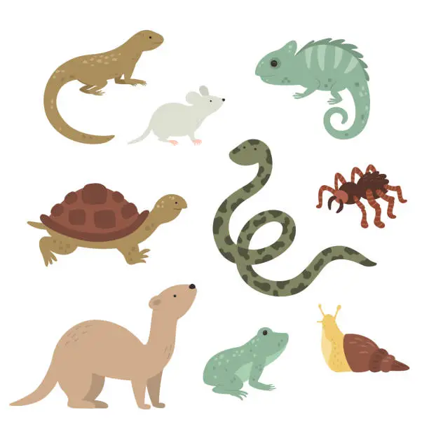 Vector illustration of vector exotic pets collection on white background