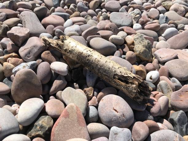 istock Wood washed up on pebble beach 1318824311