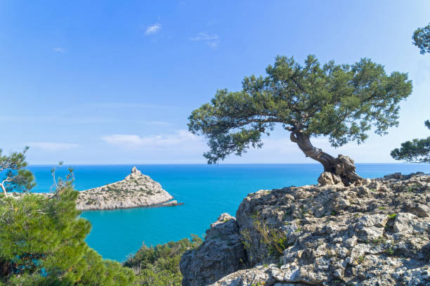 Old curved juniper on the seashore. Old curved relict tree-like juniper (Juniperus excelsa) on a rock above the sea. Karaul-Oba, Novyy Svet, Crimea. juniperus excelsa stock pictures, royalty-free photos & images