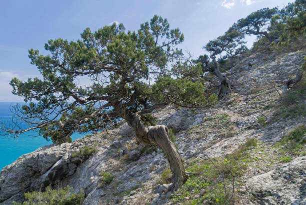 istock Old relict treelike juniper  with curved trunk. 1318824495