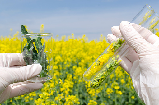 Lab assistent holding laboratory glassware and canola leaves,flowers for testing