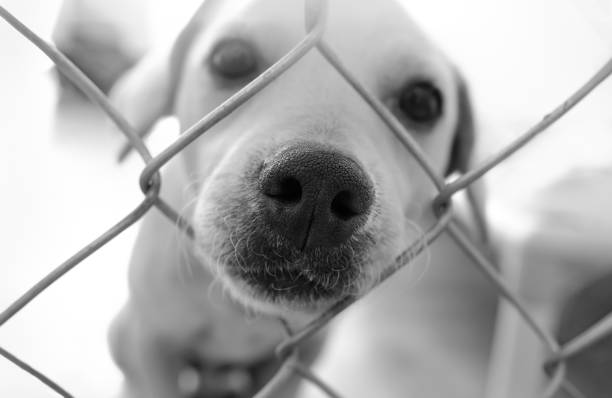 istock Dog Shelter Adopt Black White Vertical 1318826780