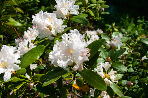 White-pinkish rhododendron blossom, flowers in park Mozirje, Slovenia.