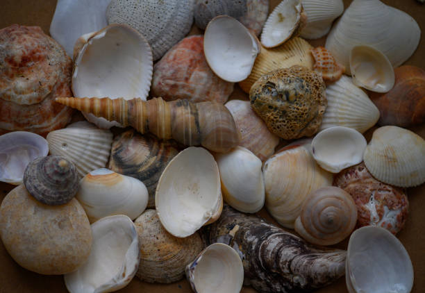 istock Seashells of various shapes and types. Background 1318827960