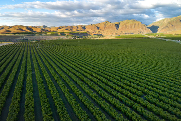 istock Olive Plantation in Bakersfield, California. 1318827961