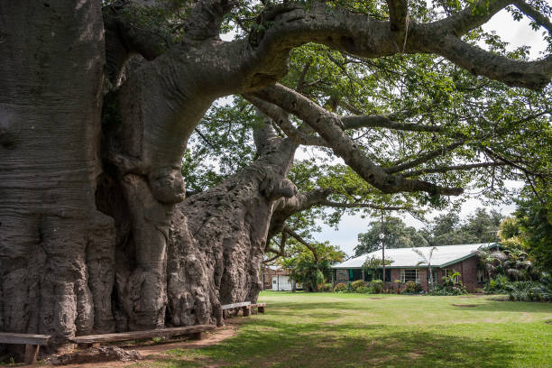 Sunland baobab, Adasonia digitata, more than 1700 years old, before it collapsed in 2017, Modjadjiskloof, South Africa