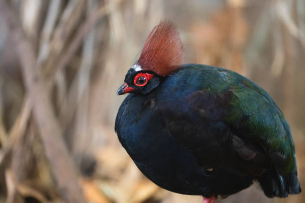 istock Male crested partridge close-up portrait 1318828406