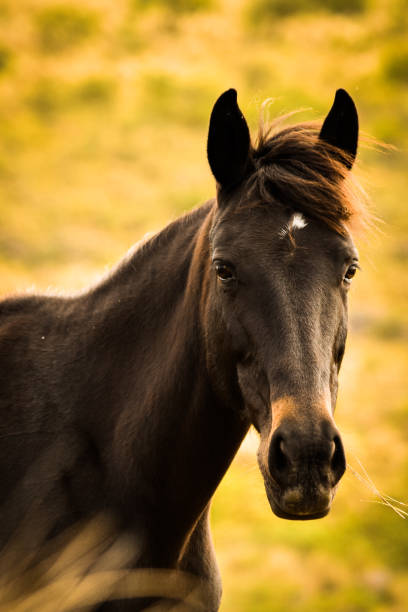 istock Wikd horse poses for the camera 1318829373