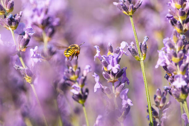 istock Yellow wasp flying among lilac lavender flowers 1318829544