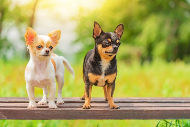 Puppy and adult dog black and white. Two little chihuahua dogs on bench. Cute domestic pets outdoors stock photo