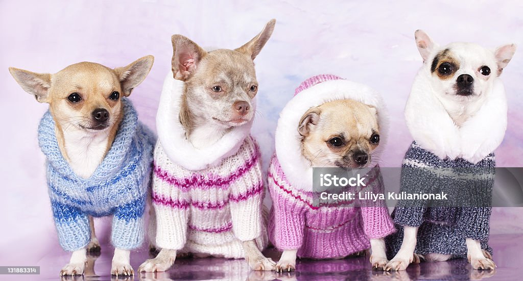 Chihuahua Chihuahua Close-up portrait in dress, group of purebred dogs Chihuahua - Dog Stock Photo