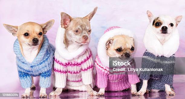 Chihuahua Stock Photo - Download Image Now - Chihuahua - Dog, Group Of Animals, Cute