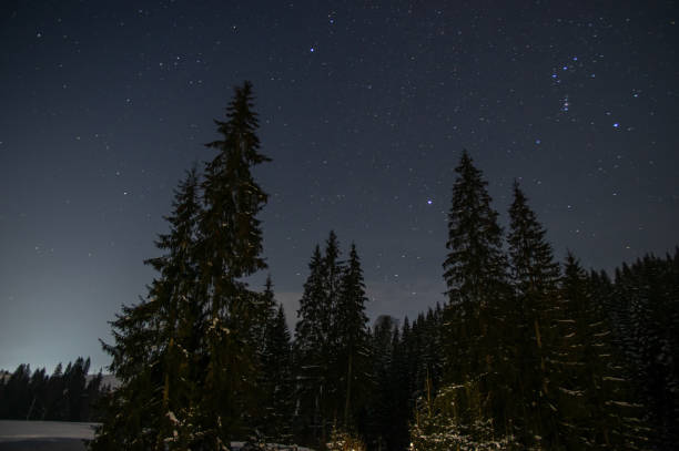 istock Night forest in winter in the mountains 1318833512