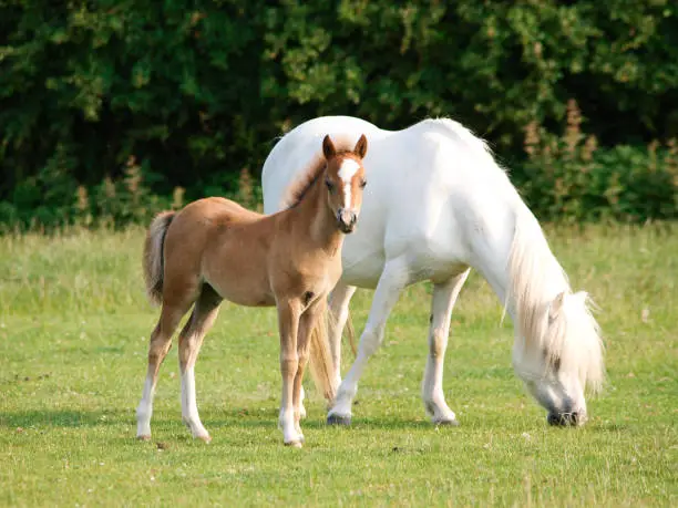 A Welsh section A mare and her pretty foal in a summer paddock.