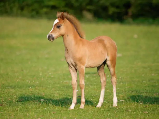 A shot of a pretty chestnut Welsh pony foal.