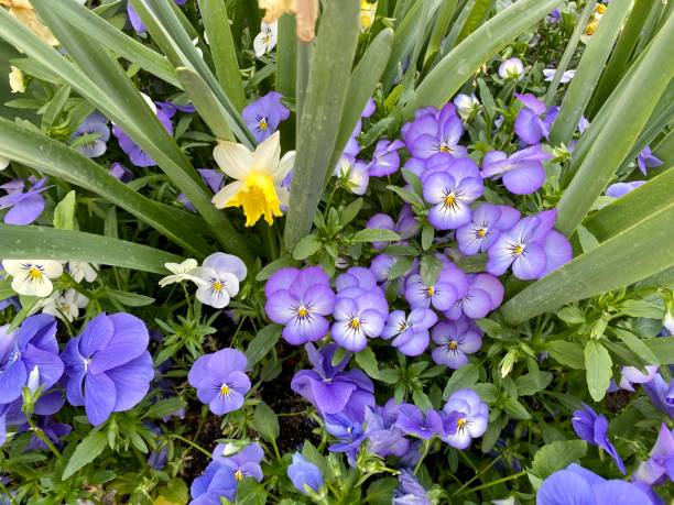 istock Brightly colored flowers thrive in the springtime. 1318833946