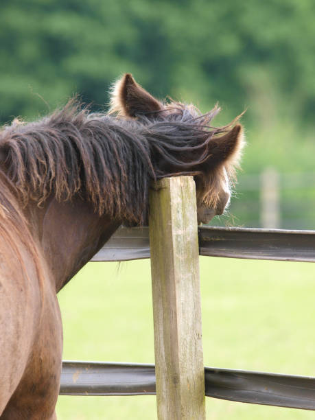 A brown horse stands next to a sturdy wooden fence in a grassy field under a clear blue sky. The horse appears calm and well-groomed, with a shiny coat and alert ears. The fence is weathered and shows signs of age, contrasting with the vibrant green of the grass.
