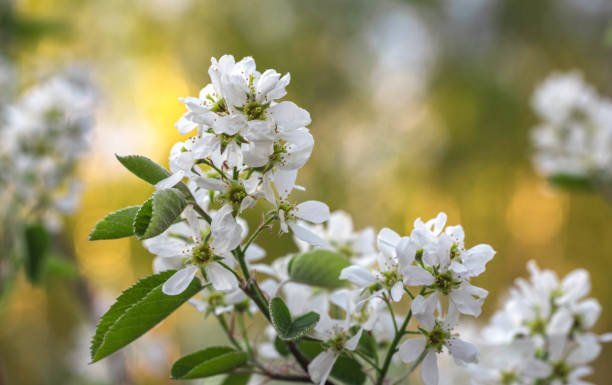 amelanchier in fiore noto anche come shadbush, shadbush o shadblow, serviceberry o sarvisberry (o semplicemente sarvis), juneberry, saskatoon, sugarplum, wild-plum o chuckley pear nella foresta in primavera - sarvis foto e immagini stock