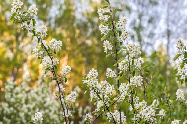 amelanchier in fiore noto anche come shadbush, shadwood o shadblow, serviceberry o sarvisberry (o semplicemente sarvis), juneberry, saskatoon, sugarplum, wild-plum o chuckley pear nella foresta in primavera - sarvis foto e immagini stock