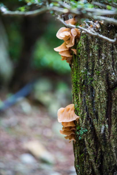 Japanese Kikurage mushrooms growing on the side of a tree in the wilderness.