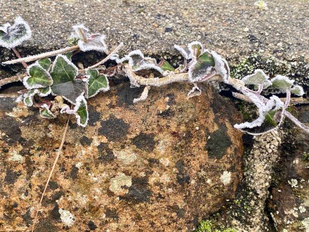 Haw frost edging Ivy leaves in mid winter