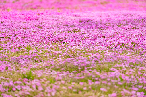 Colorful and beautiful fresh moss phlox