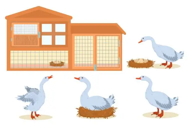 Vector illustration of vector illustration on the farm theme. Domestic geese and chicken coop isolated on white background