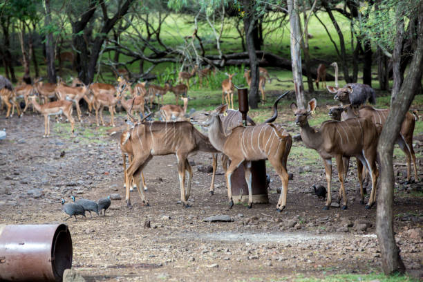 istock Herd of antilopes impala in the field 1318838220