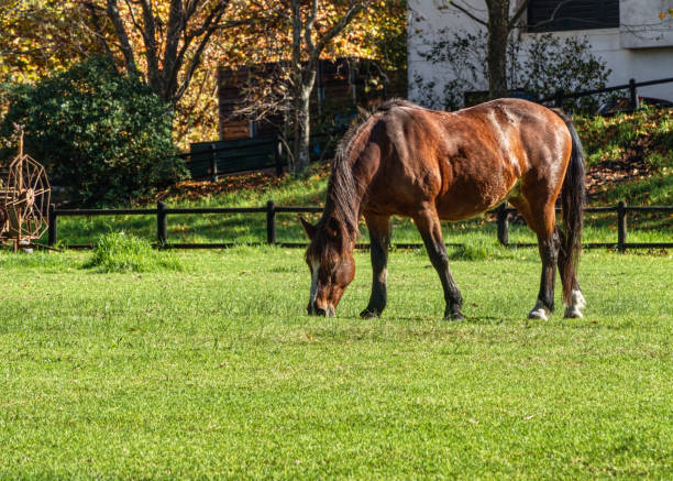 istock Bay horse grazing 1318841514