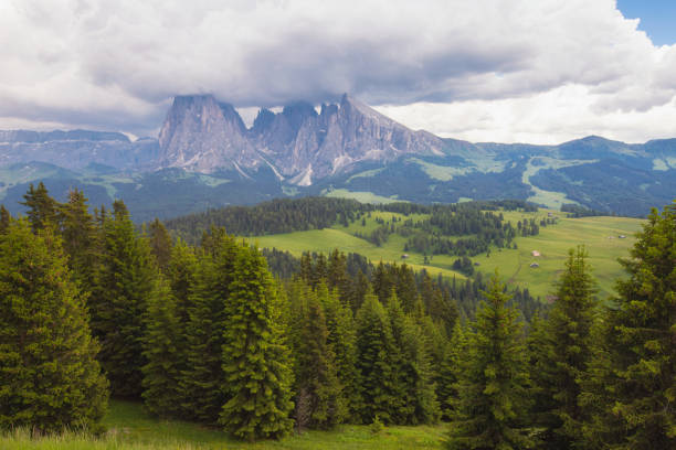 Dolomite, Italian Summer There are beautiful trees in a row. With a high mountain backdrop