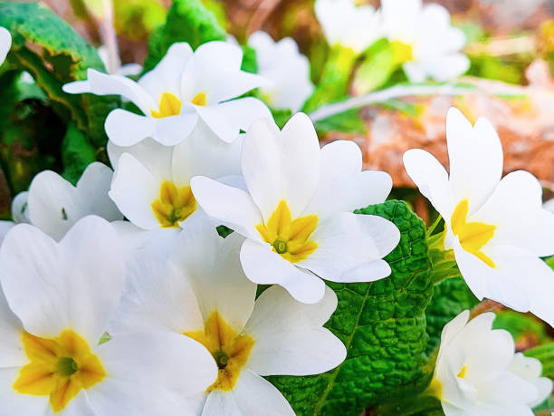 istock White primrose close-up. First spring flowers in forest. 1318842801