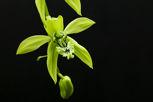 orquidea-negra Imagenes y fotos Premium de Istock