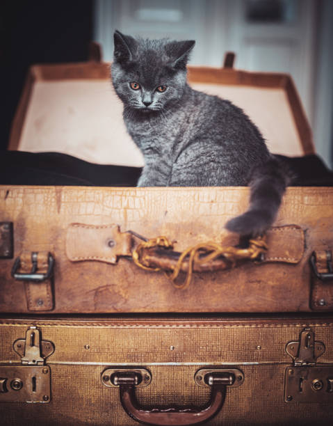 istock Portrait of a cute gray British fluffy kitten 1318845274