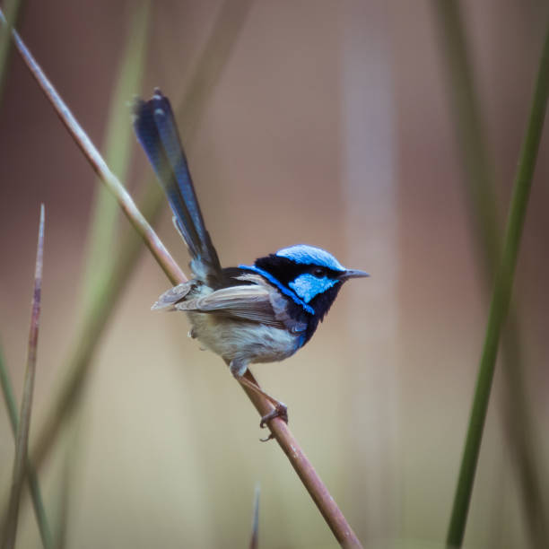 llave de hadas azul - wren fotografías e imágenes de stock