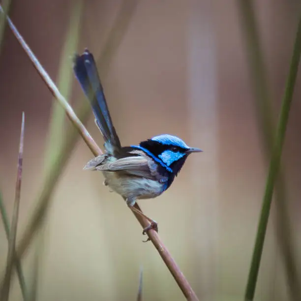 Blue Fairy Wren sitting on reeds and branches of tree