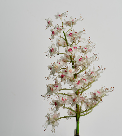 chestnut flower growing on white background