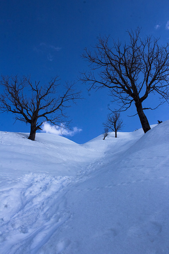 Beautiful natural lanscape of a couple of bare trees on snow capped hills under blue sky at patnitop in jammu and kashmir