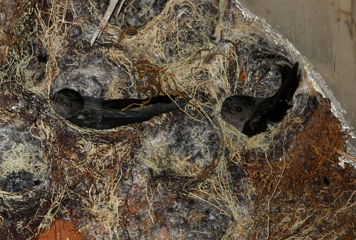 Glossy Swiftlet (Collocalia esculenta cyanoptila) adults  on nests in colony under eve of house\