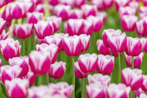 istock Bright fresh tulips blooming in may park on a sunny day 1318848767