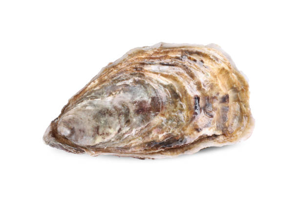 istock Fresh raw closed oyster isolated on white 1318848903