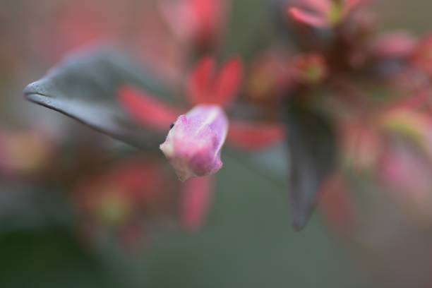istock Glossy abelia buds and flowering. 1318849098