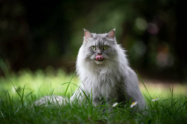 gatto grigio british longhair seduto su prato verde leccare le labbra - inglese a pelo lungo foto e immagini stock